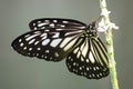 OBLIQUE ANGLE OF BLACK BUTTERFLY WITH WHITE WINGS PATTERN