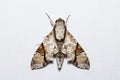 Oblique-banded hawk moth Royalty Free Stock Photo