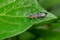 Oblique-banded Long-horned Beetle - Saperda imitans