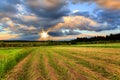 Oblique field of wheat