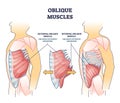 Oblique muscles and human inner skeletal and muscular system outline diagram Royalty Free Stock Photo