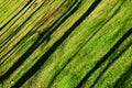 Oblique shadows of the trees on the lawn