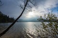 oblique tree over the water from a lake with sun and fog Royalty Free Stock Photo