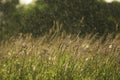 Obliquely drizzling rain over a summer meadow