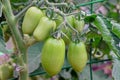 Oblong Green Tomatoes Bunch Hanging On Twig In Hothouse, Closeu