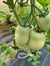 oblong green tomatoes, ripening tomatoes on a branch, plants in the garden