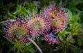 Oblong leaved sundew at Brunssummerheide