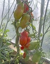 Oblong tomatoes growing on a branch in a hothouse Royalty Free Stock Photo
