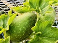 An oblong winter melon, Gourd on a climbing shelf