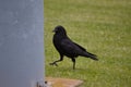 Obnoxious looking crow about to hide Royalty Free Stock Photo