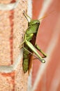 Obscure bird grasshoper (Schistocerca obscura)