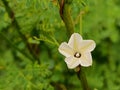 The obscure morning glory or the small white morning glory, a beautiful white flower