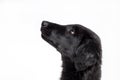 Observant black puppy Royalty Free Stock Photo