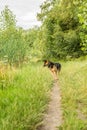 German Shepherd walk in nature reserve Kromme Aar