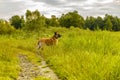 An observant and curious Mechelen shepherd dog