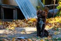 An observant dog on a chain guards a village house, selective focus. Background with copy space Royalty Free Stock Photo