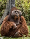 Observant eyes of orangutan. Royalty Free Stock Photo