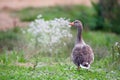 Observant greylag goose standing in the grass