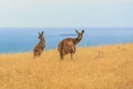 Observant kangaroo`s