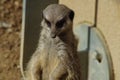 Observant Meerkat Royalty Free Stock Photo