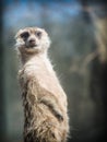 The meerkat or suricate Suricata suricatta Royalty Free Stock Photo