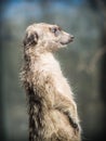 The meerkat or suricate Suricata suricatta Royalty Free Stock Photo