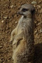 Observant Meerkat