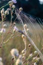 Spider Argiope lobata on the web among wild grass. Shooting at eye level. Soft focus. Vertical image option Royalty Free Stock Photo