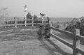 Observation deck of Taklimakan South Coast, black and white image