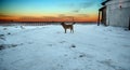 Observation deck, winter view of the river, time of dawn. The dog looks away. Royalty Free Stock Photo