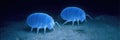 Observation of dust mites on a sandy surface under a microscopic view in a dark setting Royalty Free Stock Photo