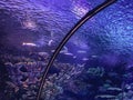Observation Of The Life Of Fish In The Aquarium. Tunnel With Underwater World For Tourists. Construction On Black, Metal Mounts