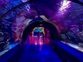Observation Of The Life Of Fish In The Aquarium. Tunnel With Underwater World For Tourists. People Watch Fish, Plants In The