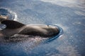 Observation of pilot whales in tenerife in the canary islands