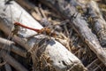 observation red dragonfly and pairing at the lake constance Royalty Free Stock Photo