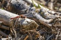 observation red dragonfly and pairing at the lake constance Royalty Free Stock Photo