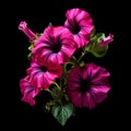 Observational Photography: Bright Blooms On A Black Background