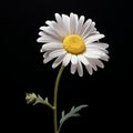 Observational Photography: Dignified Poses Of A Single White Daisy