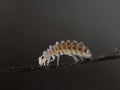Macro photograph of a delicate springtail insect crawling on a fine dark stem Royalty Free Stock Photo