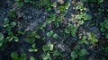 Young Sprouts Growing on Unprimed Canvas Style Soil