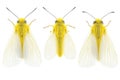 Observe Yellow moth flight with Pretty Wings and a Springtime Feel Royalty Free Stock Photo