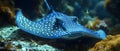 Concept Observing blue spotted stingrays in Ecuadors tropical underwater world while scuba diving