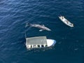 Observing a grey whale from boats