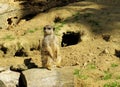 A observing meerkat, Suricata suricatta, also called Surikate