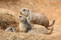 Observing Meerkats/Suricates Royalty Free Stock Photo