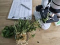 Observing plant roots under a microscope in a laboratory setting during a scientific study on growth concept Royalty Free Stock Photo