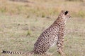 Observing Resting Cheetah at the Masai Mara National Rserve Royalty Free Stock Photo