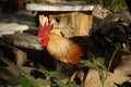 Observing Rooster Royalty Free Stock Photo