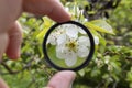 Observing white cherry flowers in spring season through the macro lens, creating illusion of bigger object than actual