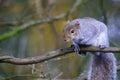 Perched on Tree Branch, a Curious Grey Squirrel Stares at the Camera. Royalty Free Stock Photo